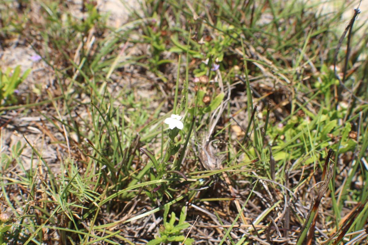 Striga angustifolia (D.Don) C.J.Saldanha